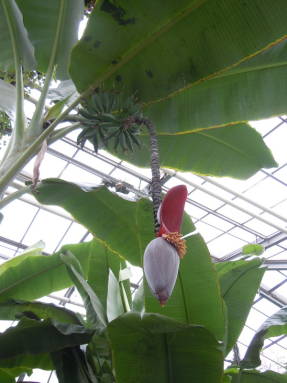 Банан (Musa sp.)