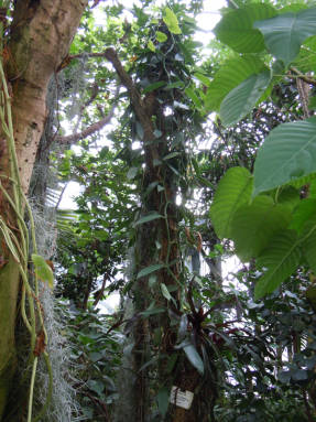 Ваниль (Vanilla planifolia)