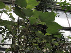 Бомерия белая (Boehmeria nivea)