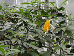 Пахистахис желтый (Pachystachys lutea)