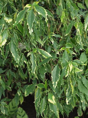 Акалифа Годсефа разнолистная (Acalypha godseffiana var. heterophylla)