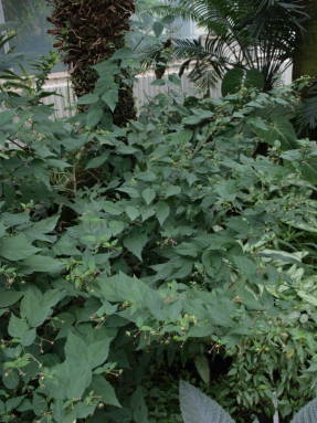 Павония заборная (Pavonia sepium)