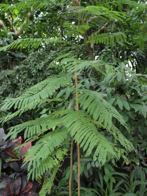 Жакаранда остролистная (Jacaranda acutifolia)