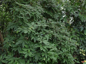 Жакиния смарагдоцветная (Jacquinia smaragdiflora)