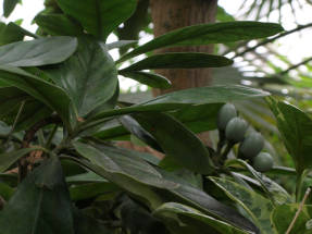 Тембусу (Fragraea fragrans)