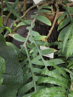 Эпифиллум (Epiphyllum chrysocardium)