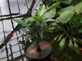 <ругиера четырехугольная (Bruguiera sexangula)