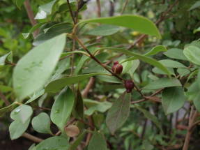 Гуава Кеттли (Psidium cattleyanum)
