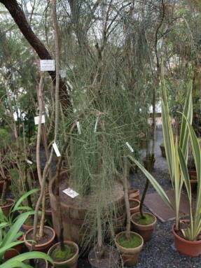 Казуарина хвощевидная (Casuarina equisetifolia)