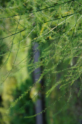 Спаржа лекарственная, или аптечная (Asparagus officinalis) 