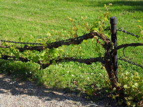Виноград на цепях