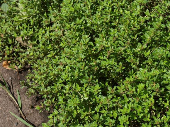 Тимьян ползучий (Thymus serpillum)