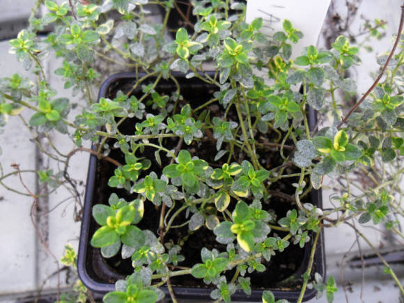 Тимьян лимоннопахнущий (Thymus x citriodorus) Aureus