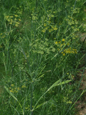 Фенхель обыкновенный (Foeniculum vulgare)