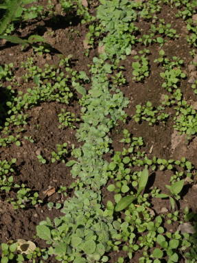 Шалфей мускатный (Salvia sclarea)