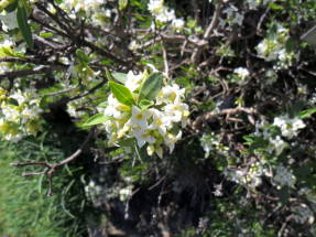 Волчеягодник альпийский (Daphne alpina)