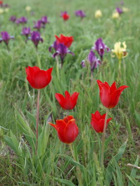 Тюльпан Шренка (Tulipa schrenkii)
