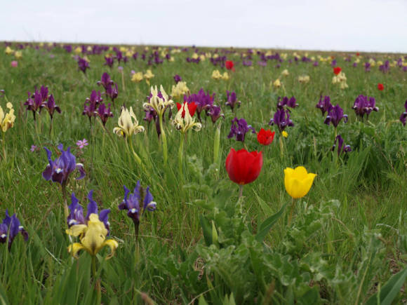 Тюльпан Шренка (Tulipa schrenkii) и ирис карликовый (Iris pumila)