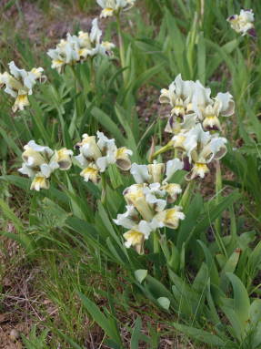 Ирис карликовый (Iris pumila)