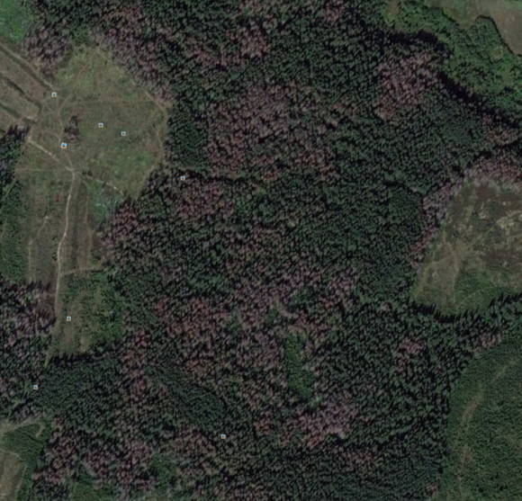 Куртины усыхания ели в районе станции Крюково (снимок из космоса 9 июля 2011, Google Earth)