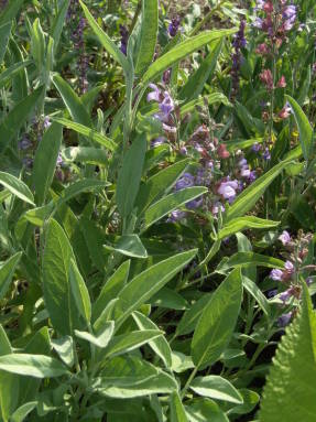 Шалфей лекарственный (Salvia officinalis)
