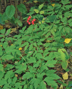 Воронец красноплодный –
растение лесов
Дальнего Востока и Сибири