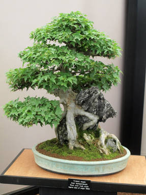 Клен трехраздельный (Acer buergerianum) бонсай