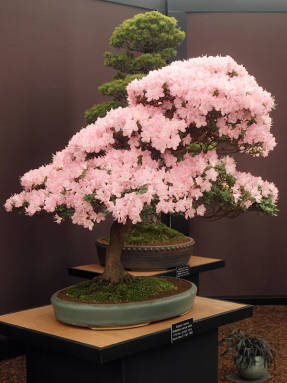Rhododendron lateritium, бонсай