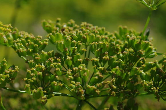 Фенхель обыкновенный (Foeniculum vulgare)