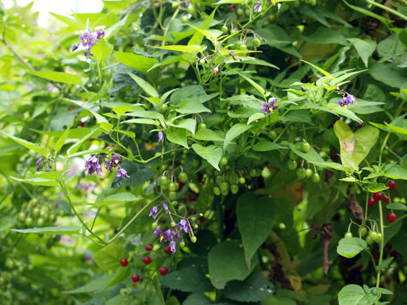 Паслен сладко-горький (Solanum dulcamara)