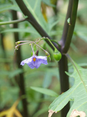 Паслен дольчатый (Solanum laciniatum)