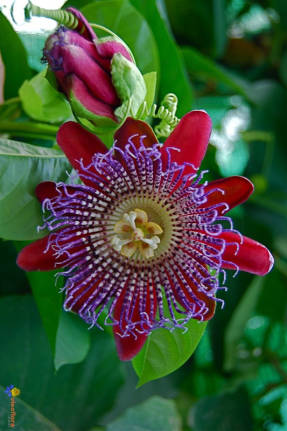 Пассифлора четырехгранная (Passiflora quadrangularis)