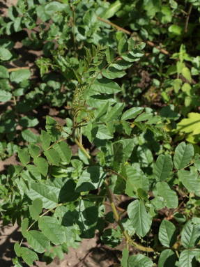 Солодка уральская  (Glycyrrhiza uralensis) 