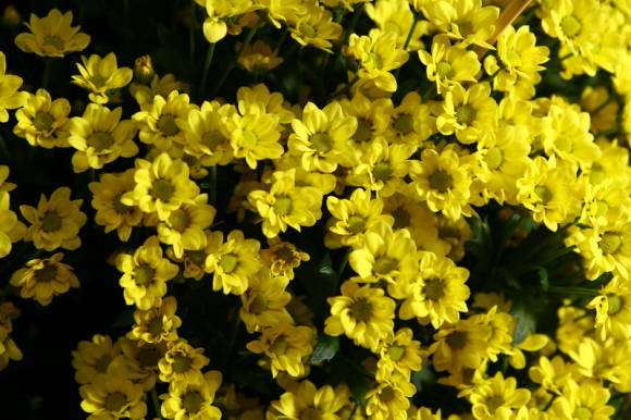 Хризантема - Золотой цветок