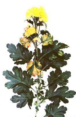 Хризантема шелковицелистная