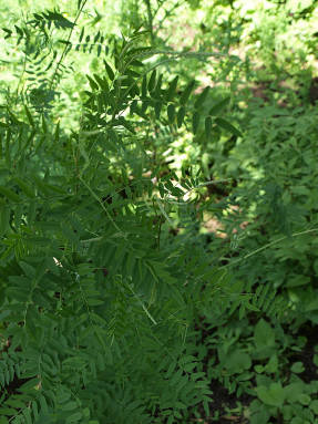 Копеечник альпийский (Hedysarum alpinum)