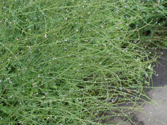 Вербена лекарственная (Verbena officinalis)