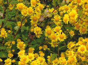 Хризантема индийская (Chrysanthemum indicum)