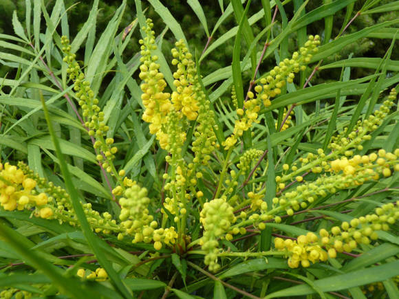 Mahonia eurybracteata subsp. ganpinensis Soft Caress