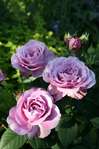 Роза Lavender Ice