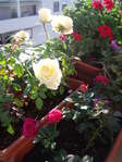 Белая роза у меня уже год, а розовая недавно куплена