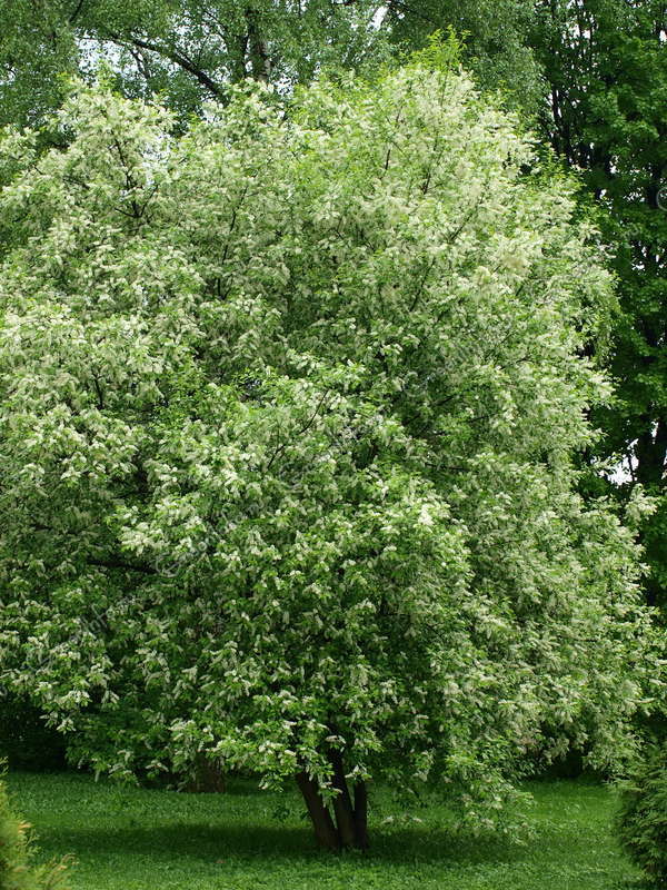 Черемуха Фото Дерева И Листьев