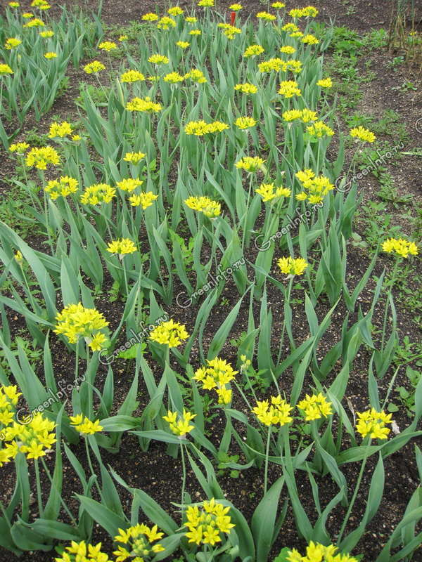 Лук моли - Лук - Травянистые растения для открытого грунта - GreenInfo.ru