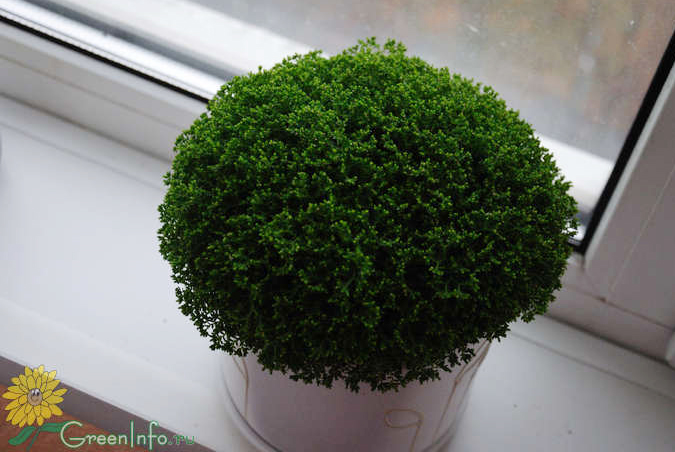 Селагинелла безножковая - Селагинелла - Декоративно-лиственные растения -  Комнатные растения - GreenInfo.ru