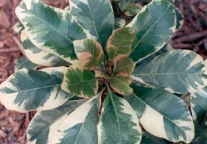 Пизония - новозеландский экзотический вид растений. Характеристики и особенности