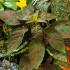 Гипоэстес листоколосниковый