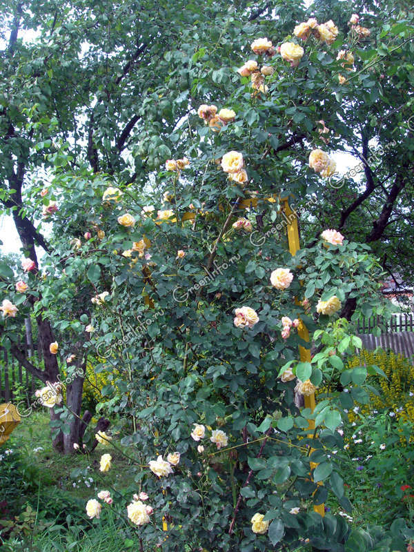 Роза - Многолетние лианы - Лианы - GreenInfo.ru