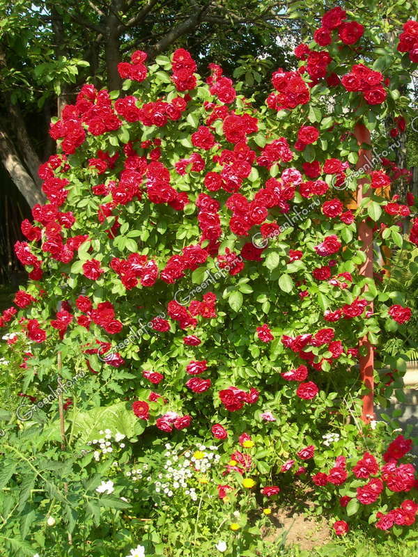 Роза плетистая крупноцветковая - Роза - Многолетние лианы - Лианы - GreenInfo.ru