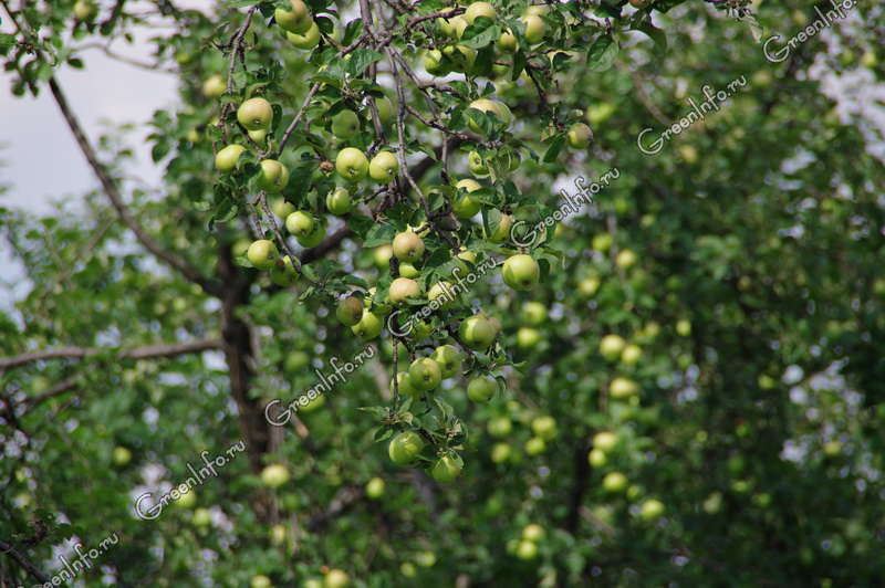 Яблоня Зеленая Фото