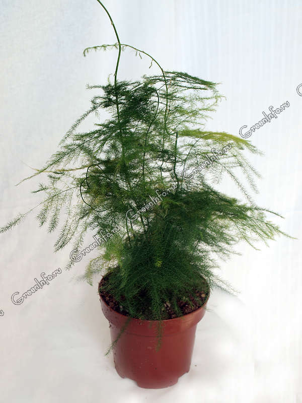 Аспарагус перистый - Аспарагус (спаржа) - Декоративно-лиственные растения - Комнатные растения - GreenInfo.ru
